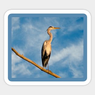 Grey heron Sticker